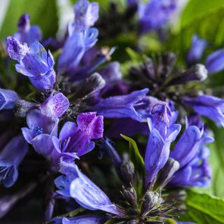 Dark Blue Panther Catmint showing close-up detail