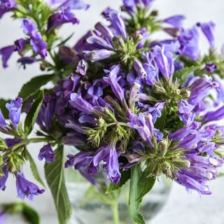 Dark Blue Panther Catmint