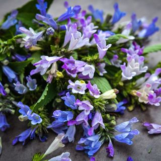 Grandview Mix Catmint