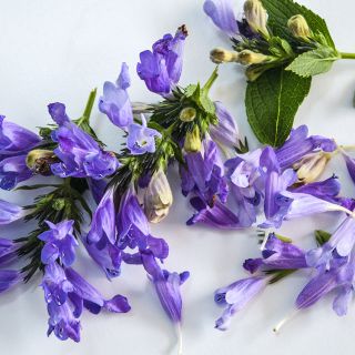 Cloe-up Grandview Catmint, single color