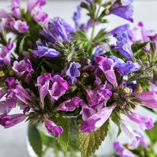 Catmint, Pink Panther and Dark Blue Panther blooms arranged in vase against a light background.