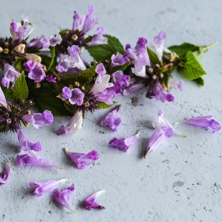 Catmint, Pink Panther on white countertop