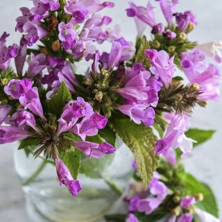 Catmint, Pink Panther blooms arranged in vase against a light background.