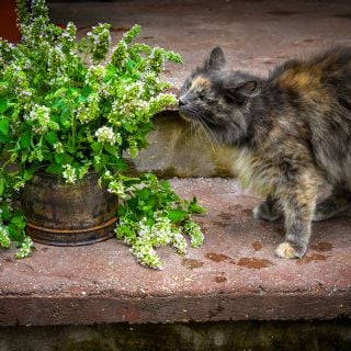 Catnip plant with fluffy adult cat on steps.