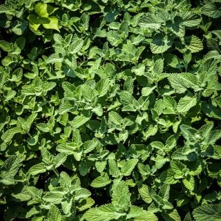 Catnip growing in garden.