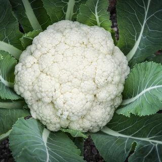 Amazing Cauliflower growing in garden.