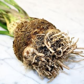 A single head of Giant Prague Celeriac on a white marble countertop.