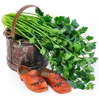 Amsterdam Celery in a vintage Dutch tulip pot with some wooden Dutch clogs.