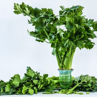 D'Elne Celery in a vintage celery vase surrounded by stalks on white background.