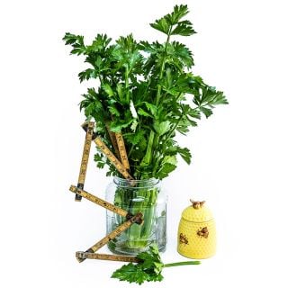 Utah Tall Celery in a mason jar with a wooden foldable ruler and a honeypot.