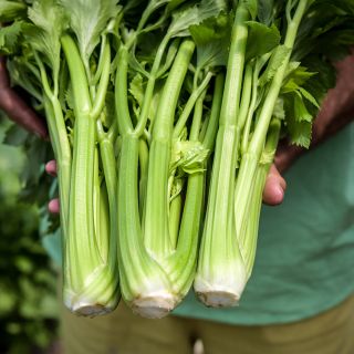 Three stalks D'Elne Celery being held.
