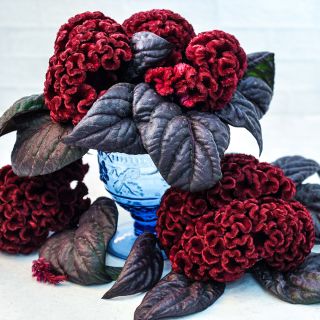 Red Raven Cockscomb In a blue goblet surrounded by flowers and deep red leaves.