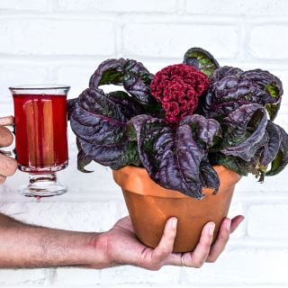 A man holding a Red Raven Cockscomb plant in a terra cotta pot with a cup of red celosia tea.