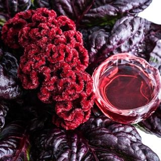 A close-up of a Red Raven Cockscomb Celosia bloom and foliage with a small cup of tea.