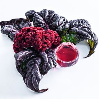 Red Raven Cockscomb bloom and leaves with a small cup of red celosia tea on a white background.