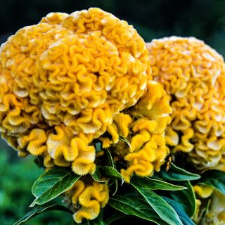 Yellow Queen Celosia flowers growing outside in the trial gardens at Baker Creek.
