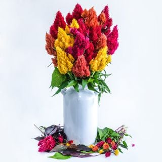 Eternity Mix Celosia in a metal vase on a white background.