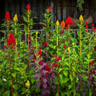 Eternity Mix Celosia growing in the gardens at Baker Creek.