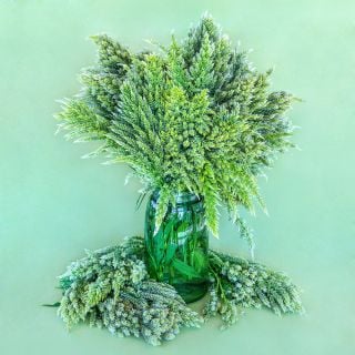 A green mason jar full of Green Sylphid Celosia against a green backdrop.