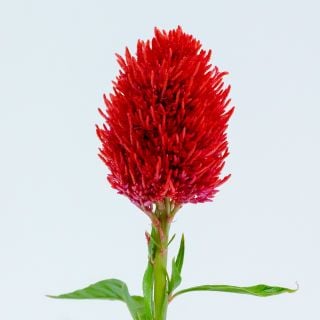 A single stem of Yachiyo Hiryu Celosia on a white background.