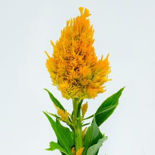 A single stem of Yachiyo Kinpou Celosia on a white background.