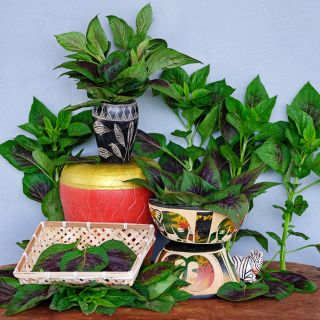 Bowls, vases and baskets full of Lagos Spinach Celosia leaves.
