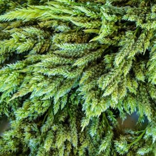 Close-up detailed view of Green Sylphid Celosia in soft ambient light.
