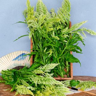 Green Sylphid Celosia in a Japanese wooden box with a fan showing Mount Fuji and calligraphy brushes.