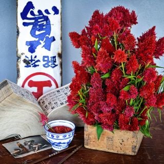 Yachiyo Hiryu Celosia in an arrangement with celosia tea and vintage Japanese tea sign.