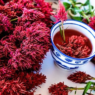 Close-up of Yachiyo Hiryu Celosia tea in cup with blooms.