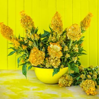 An arrangement of Yachiyo Kinpou Celosia in a yellow bowl against a yellow wall on yellow background.