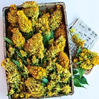 Overhead angle view of Yachiyo Kinpou Celosia in a Japanese basket with calligraphy on a white background.