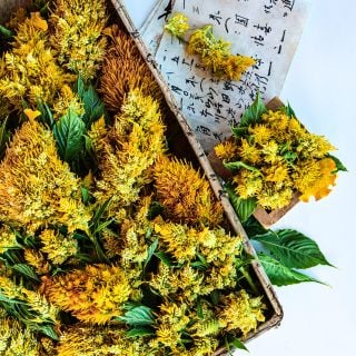 A close-up view of Yachiyo Kinpou Celosia in a Japanese basket.