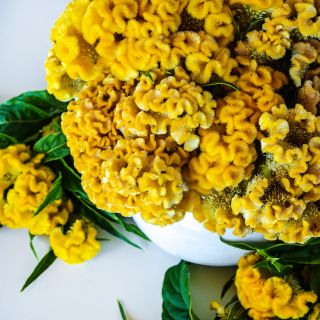 Overhead close-up view of Yellow Queen Celosia in a white vase.