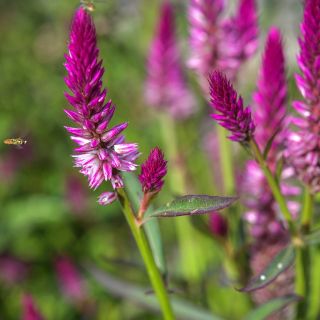 Close-up of Asian Garden Celosia growing in the garden with pollinators.