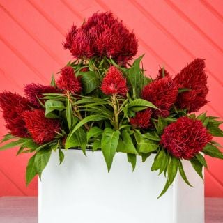 Chinese Wool Flower plant in white planter with red background.
