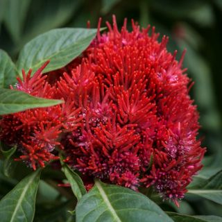 Detailed close-up of Chinese Wool Flowers on the plant.
