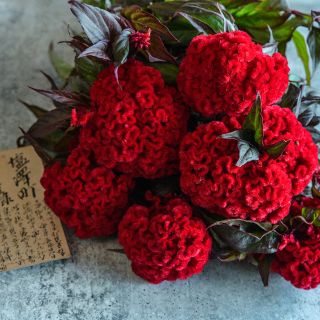 Higyoku Red Stem Celosia blooms with deep red foliage on a stone background.