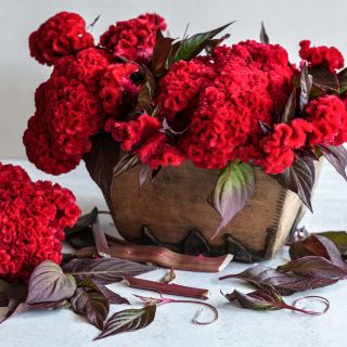 Higyoku Red Stem Celosia flowers in a vintage wooden box surrounded by stems and deep red leaves.