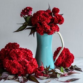 Higyoku Celosia in blue water jug in front of light background.