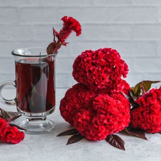 Higyoku Red Stem Celosia deep red tea with blooms on high key background.