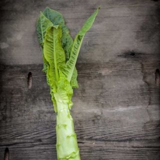 A single Green Mountain Celtuce on a wooden background.