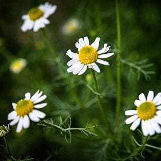 German Chamomile flowers growing in a greenhouse at Baker Creek.