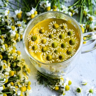 A cup of German Chamomile tea with flowers floating on the top surrounded by blooms.