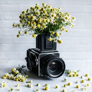 A bouquet of German Chamomile flowers arranged in the viewfinder of a
Hasselblad medium format camera.