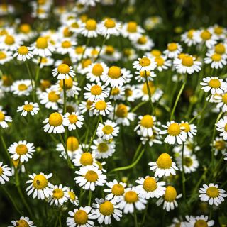 Zloty Lan Chamomile flowers blooming in the sun.