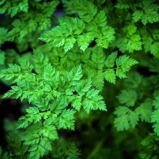 Chervil growing in a garden in a greenhouse at Baker Creek.