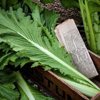 Freshly cut Granaat Chinese Cabbage in a wooden box with a Chinese newspaper.