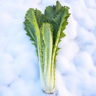 A fuller head of Granaat Chinese Cabbage on a bed of snow.