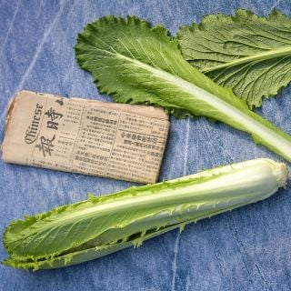 Granaat Chinese Cabbage with a Chinese newspaper on blue background.